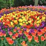 una distesa di tulipani