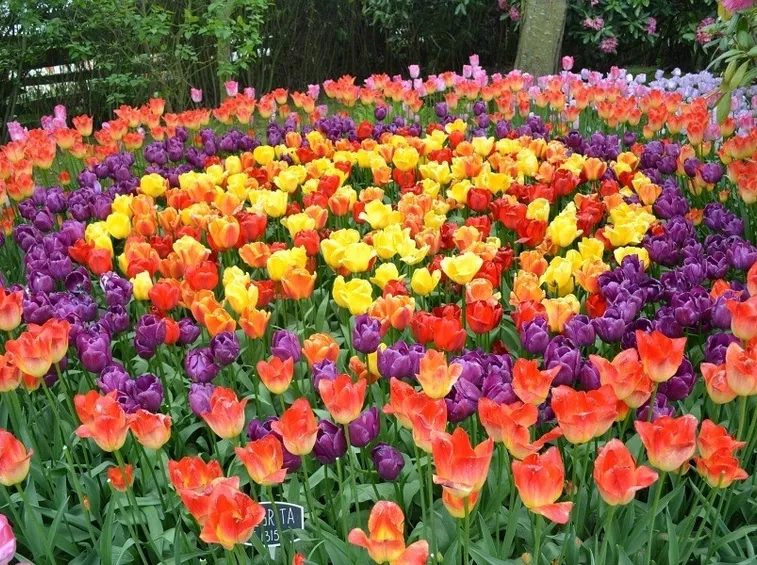 una distesa di tulipani