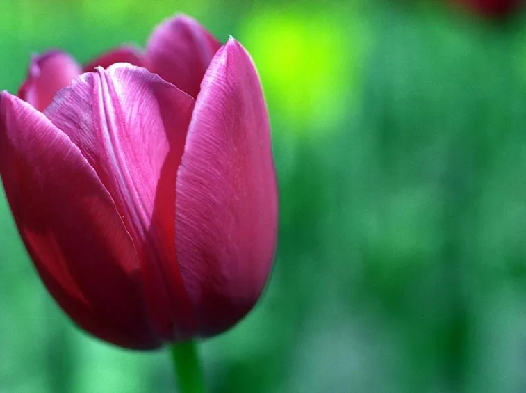 un tulipano rosa in primo piano