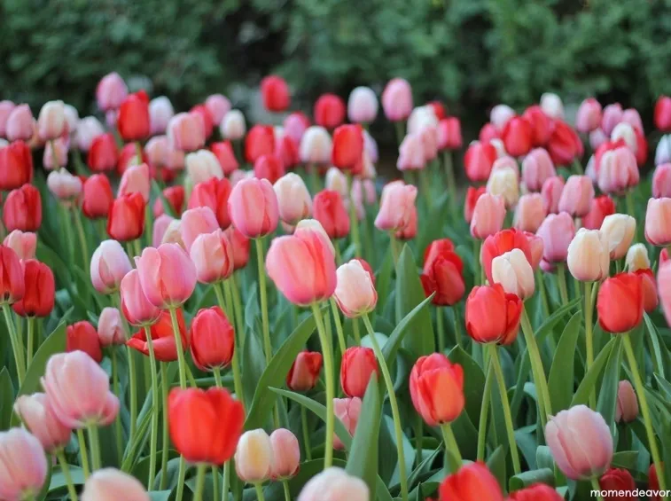 tulipani rosa e tulipani rossi