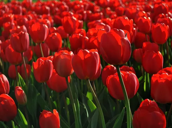 Tulipani rossi in Turchia