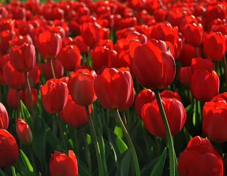 Tulipani rossi in Turchia