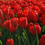 Tulipani rossi in Turchia