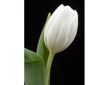 Tulipano Bianco