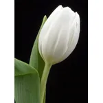 Tulipano Bianco