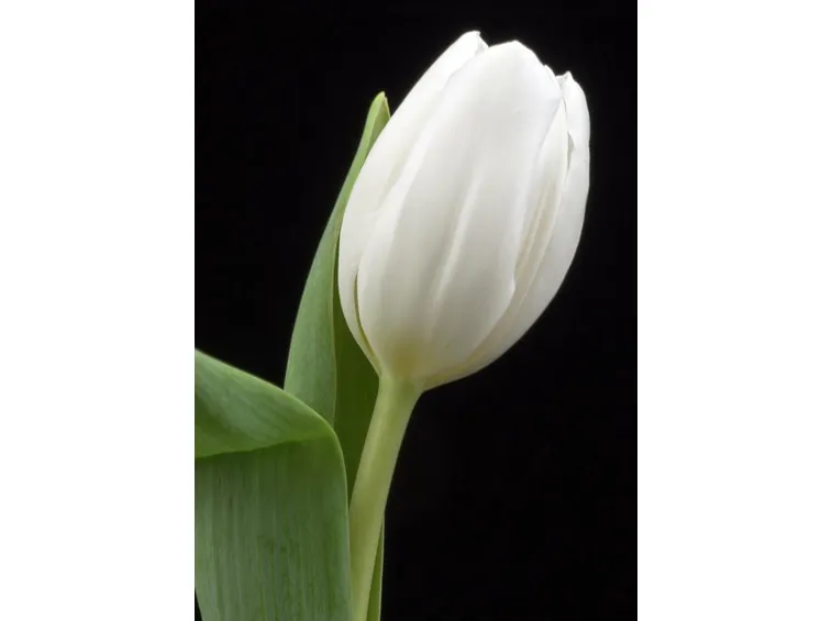 Tulipano Bianco