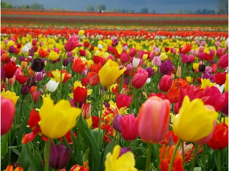 Campo di Tulipani