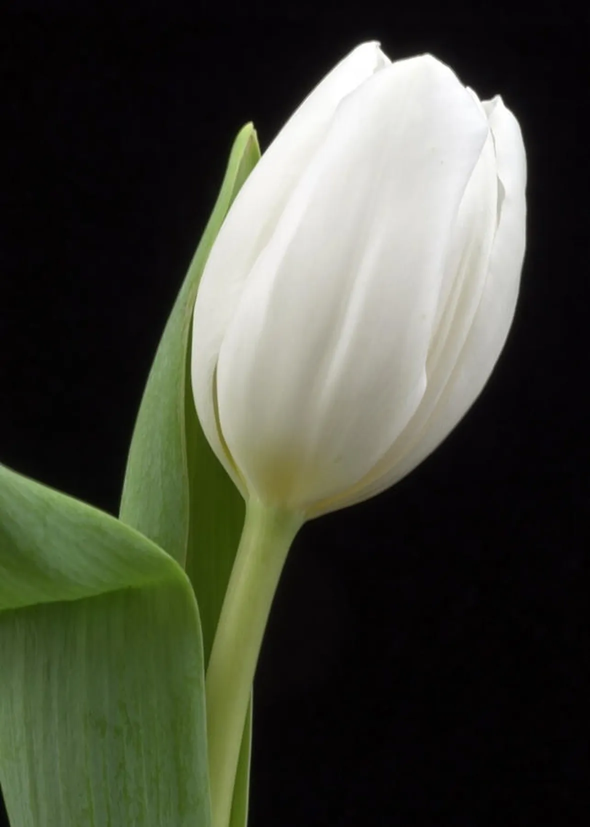 Tulipano Bianco