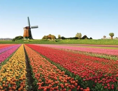 Un campo di tulipani in piena fioritura