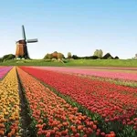 Un campo di tulipani in piena fioritura