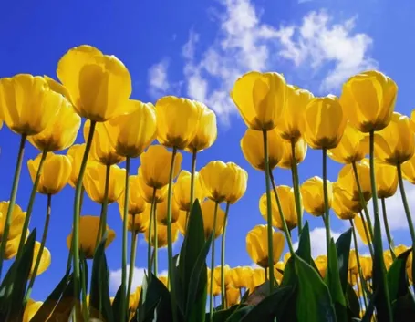 campo di tulipani gialli