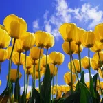 campo di tulipani gialli