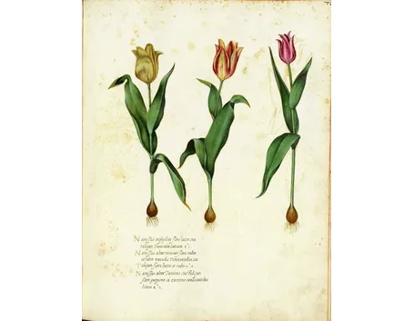 Disegno botanico che illustra alcune varietà di tulipano