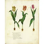 Disegno botanico che illustra alcune varietà di tulipano