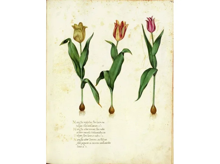 Disegno botanico che illustra alcune varietà di tulipano