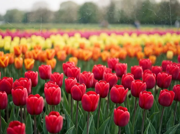 Tulipani rossi in primo piano
