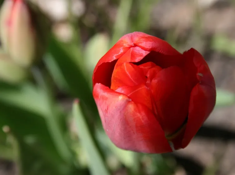 Un fiore di tulipano rosso Christmas Red