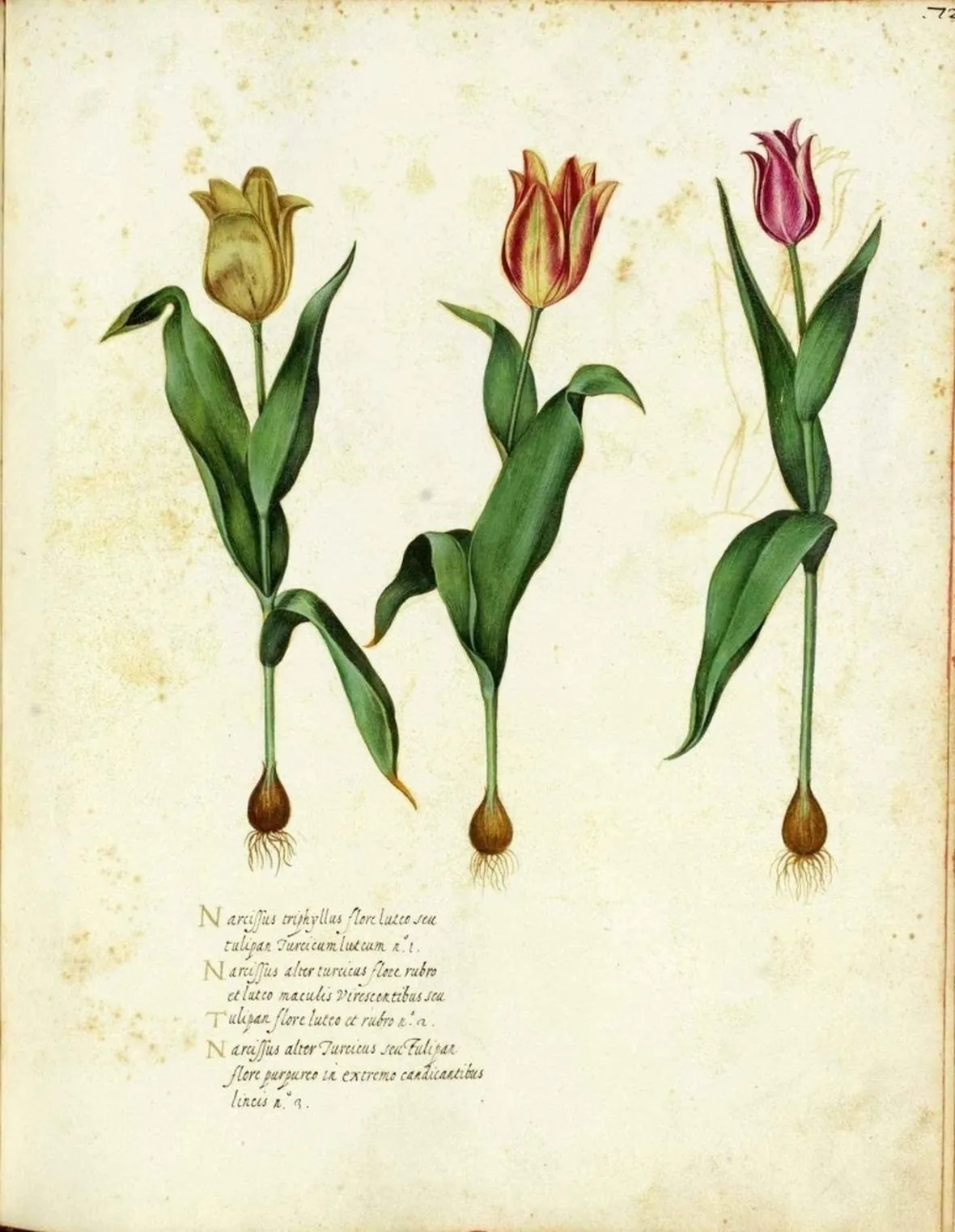 Disegno botanico che illustra alcune varietà di tulipano