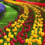 tulipani di campo