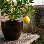 Quando mettere al riparo gli agrumi in vaso: temperature e segnali
