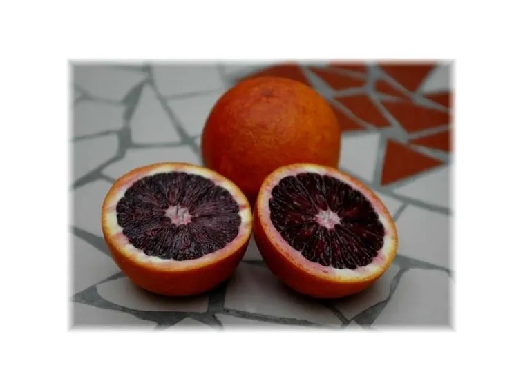 arancia sanguinello