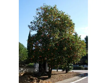 Esemplari di alberi di arancio
