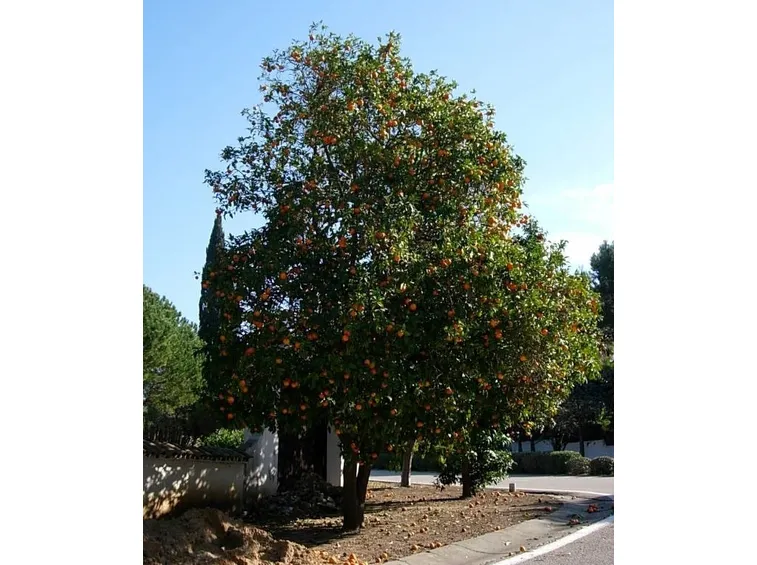 Esemplari di alberi di arancio