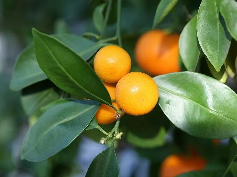 Frutti sull'albero di arancio