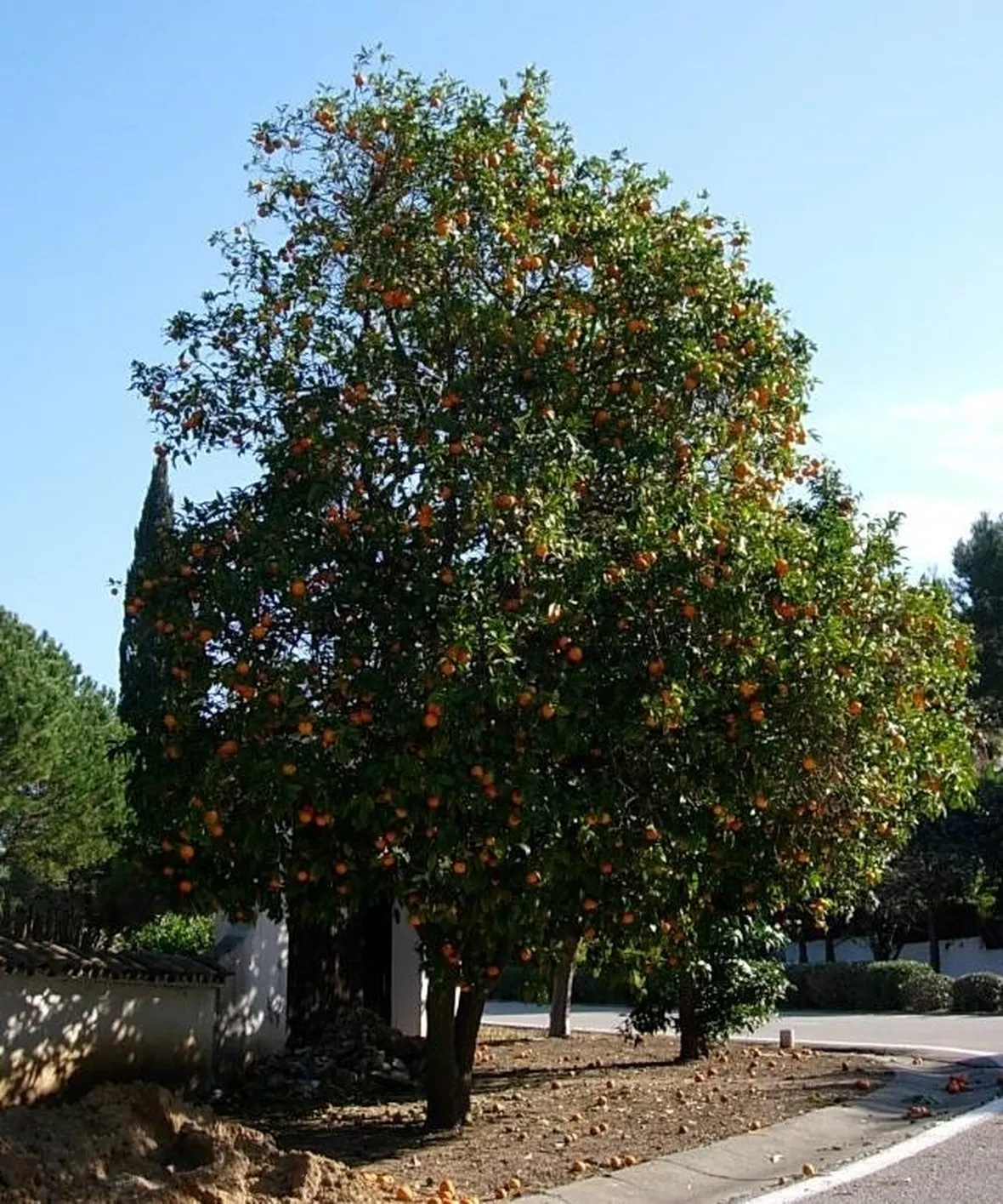 Esemplari di alberi di arancio
