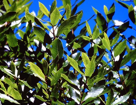 Foglie pianta chinotto