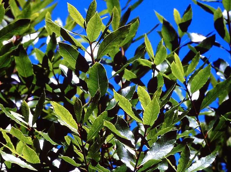 Foglie pianta chinotto