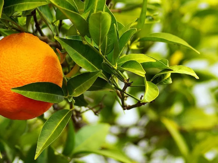 Frutto albero chinotto