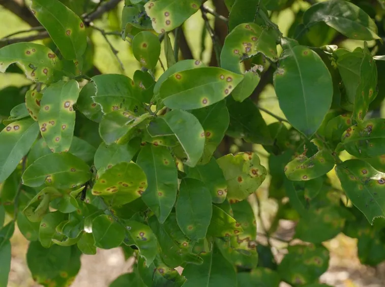 Foglie albero agrume mal secco