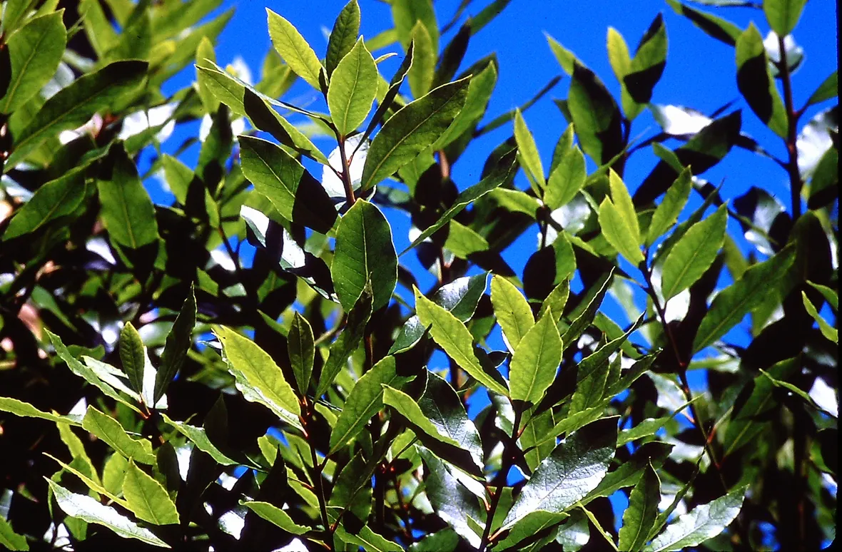 Foglie pianta chinotto