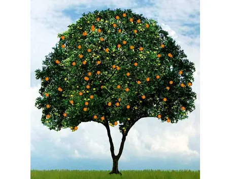 Albero di arancio