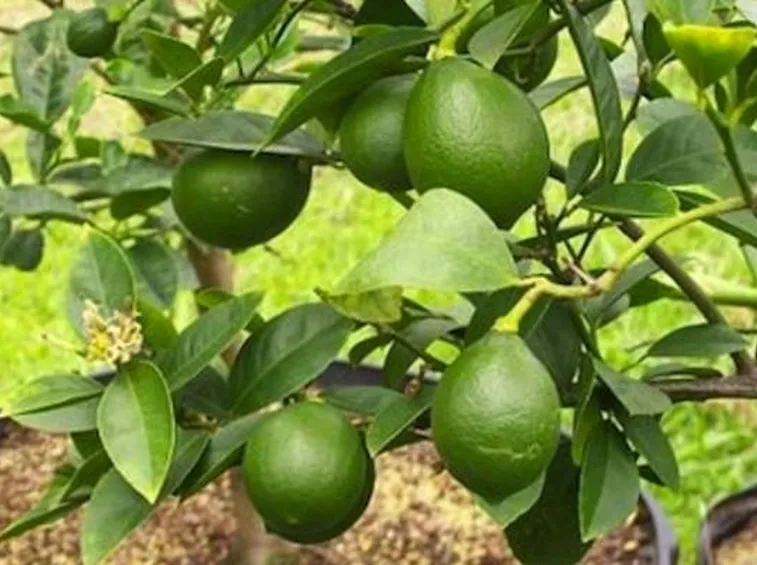 Albero lime