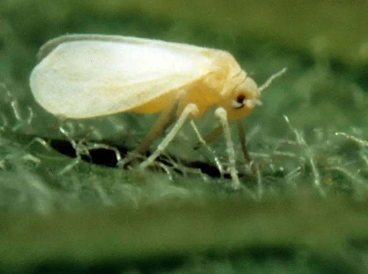 Afide piante agrumi