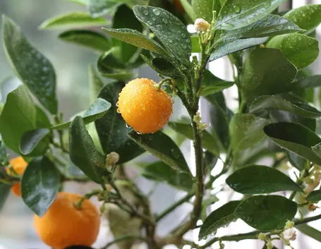 Mandarino cinese fruttificazione