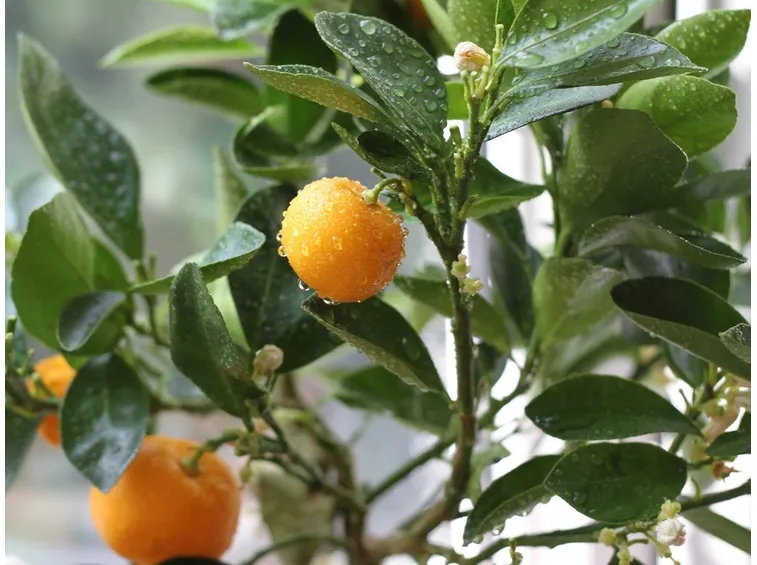 Mandarino cinese fruttificazione