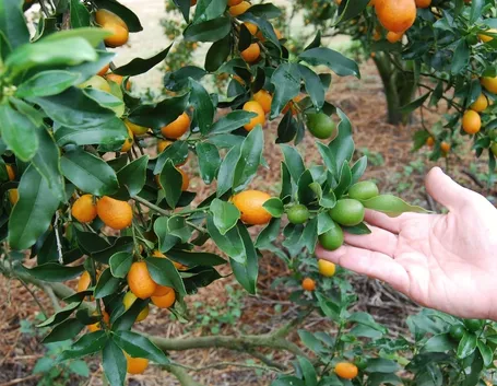 Mandarini cinesi pianta