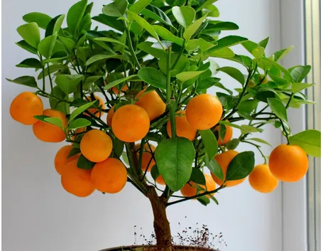 Albero di arancio con frutti