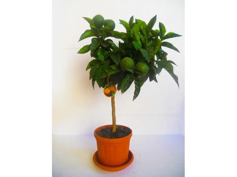 Periodo potatura arancio in vaso