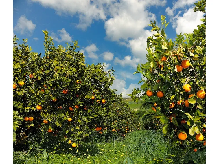 Giardino di arancio pronto alla raccolta
