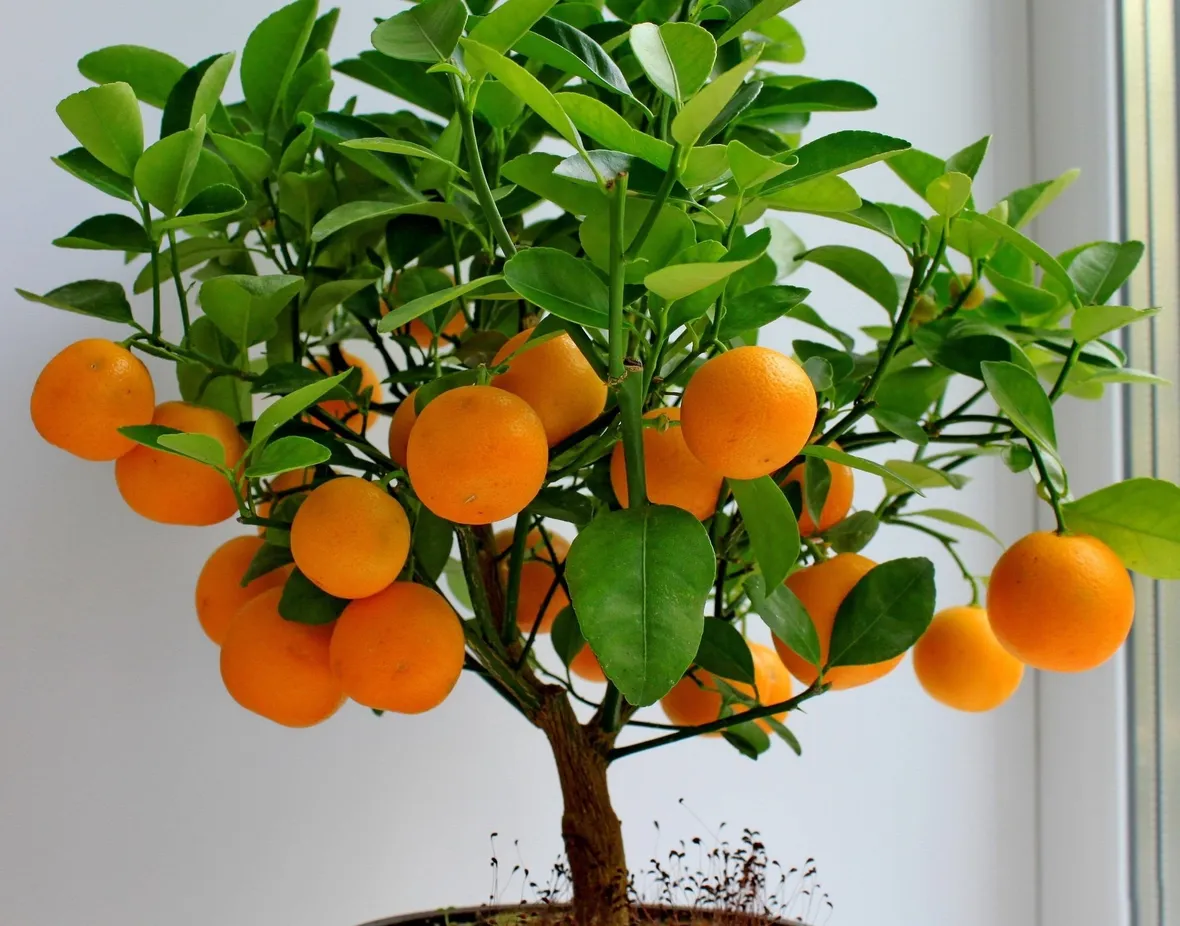 Albero di arancio con frutti