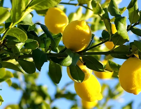 proprietà del limone