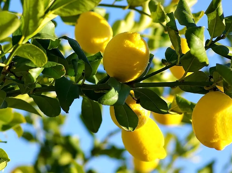 proprietà del limone