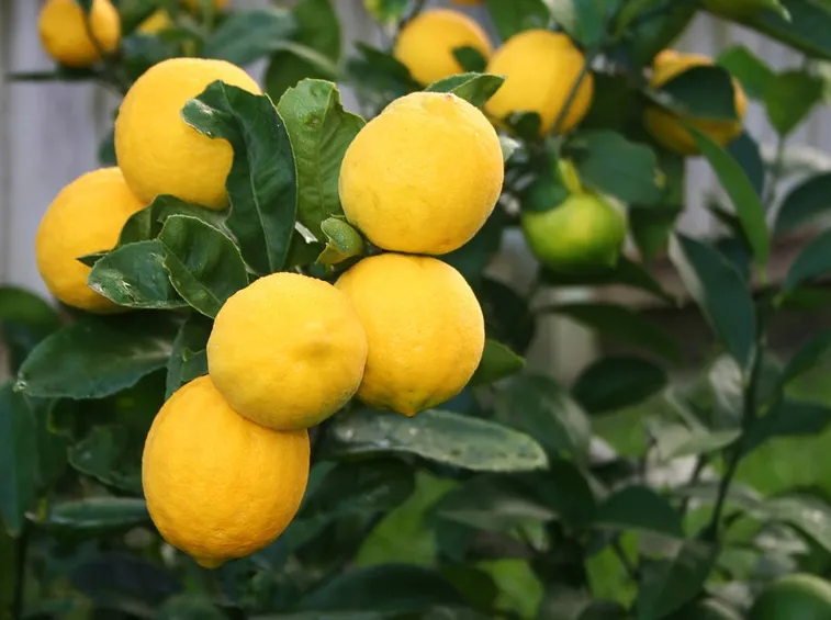 limoni