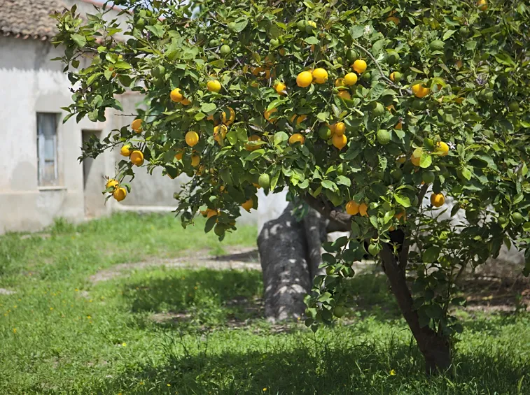 malattie del limone