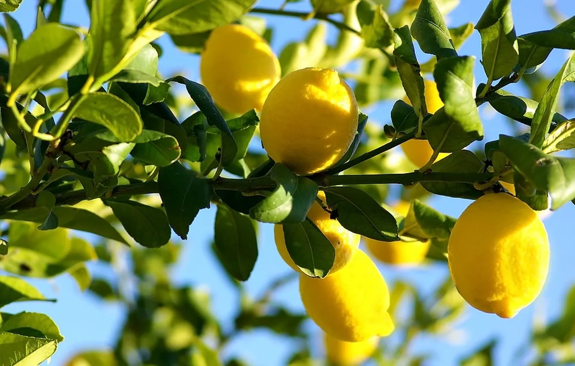 proprietà del limone