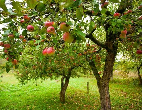 Albero da frutto